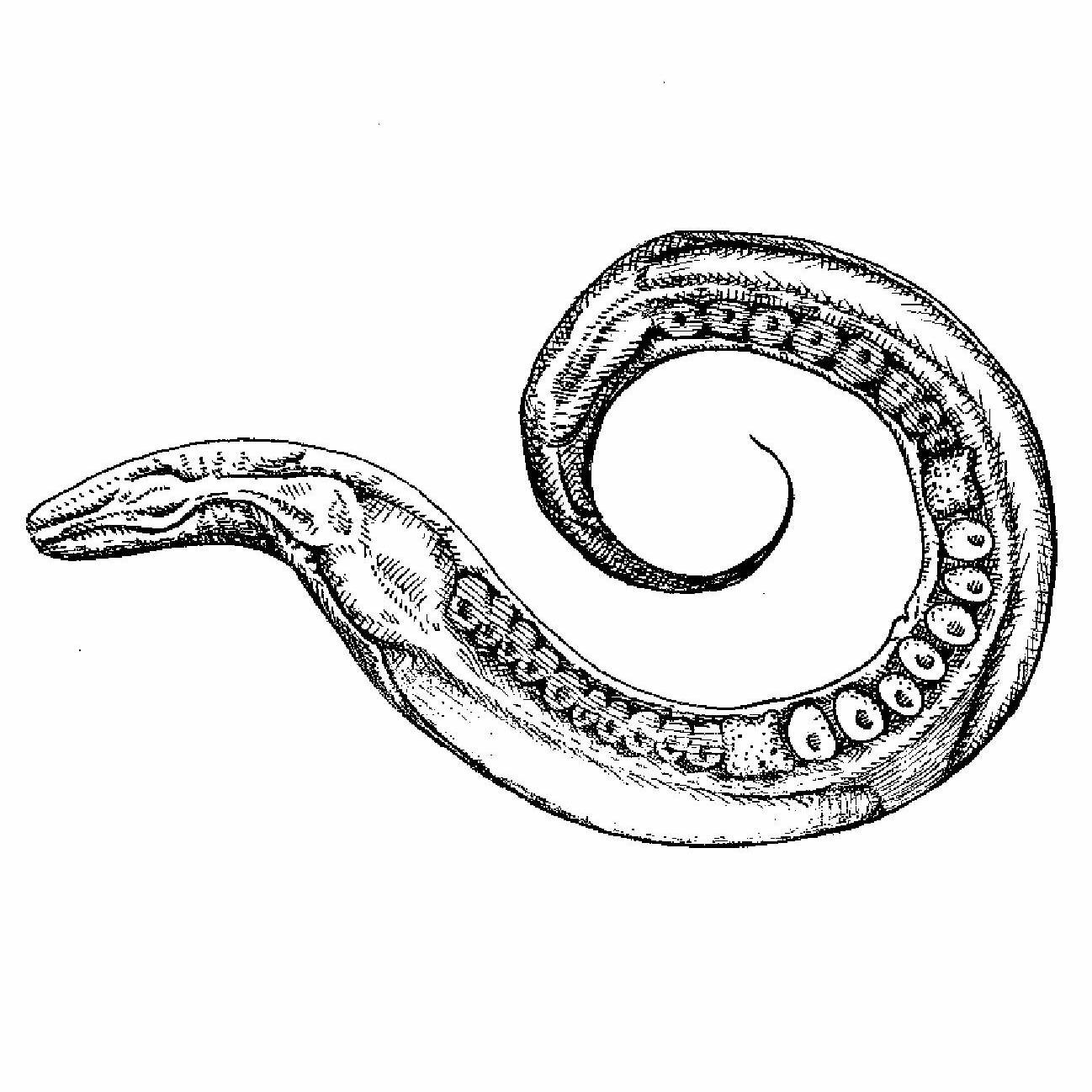 Warming During Different Life Stages has Distinct Impacts on Host Resistance Ecology and Evolution